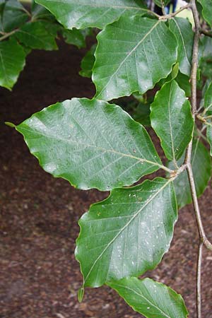 Fagus sylvatica \ Rot-Buche / Beech, D Angelbachtal 25.5.2015