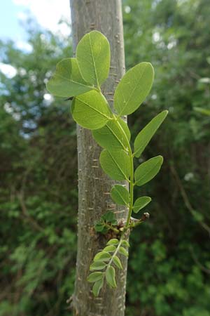 Robinia pseudoacacia \ Robinie / False Acacia, D Kraichtal-Ober&ouml;wisheim 30.4.2018