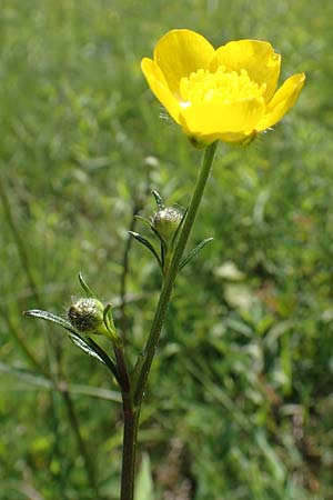 Ranunculus bulbosus, Bulbous Buttercup