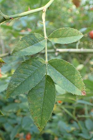 Rosa caesia \ Lederbl�ttrige Rose, Graugr�ne Rose / Northern Dog Rose, D Breuberg 10.9.2016