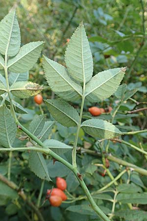 Rosa caesia \ Lederbl�ttrige Rose, Graugr�ne Rose / Northern Dog Rose, D Breuberg 10.9.2016