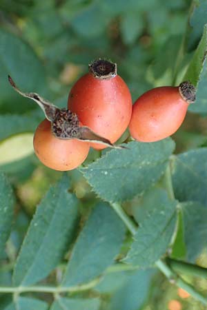 Rosa caesia \ Lederbl�ttrige Rose, Graugr�ne Rose / Northern Dog Rose, D Breuberg 10.9.2016