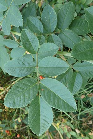 Rosa caesia \ Lederbl�ttrige Rose, Graugr�ne Rose / Northern Dog Rose, D Breuberg 10.9.2016