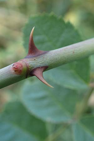 Rosa caesia \ Lederbl�ttrige Rose, Graugr�ne Rose / Northern Dog Rose, D Breuberg 10.9.2016