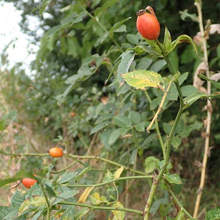 Rosa corymbifera \ Hecken-Rose / Thicket Dog Rose, D L&uuml;tzelbach 17.9.2016