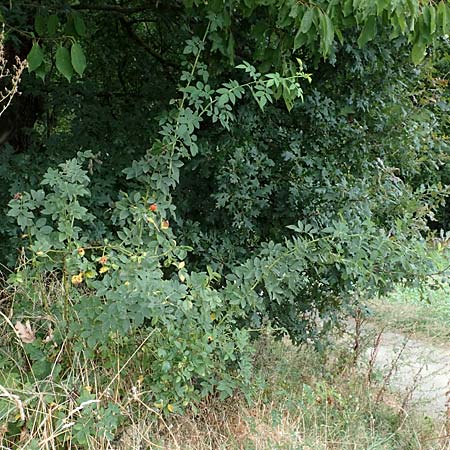 Rosa corymbifera \ Hecken-Rose / Thicket Dog Rose, D L&uuml;tzelbach 17.9.2016