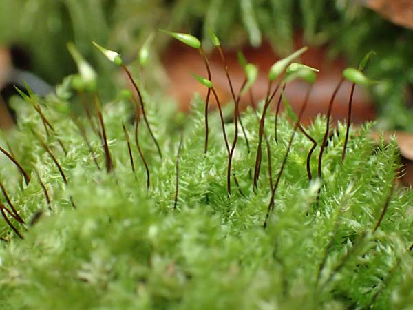 Rhynchostegium confertum \ Unscheinbares Schnabeldeckel-Moos / Clustered Feather-Moss, D Obernburg am Main 15.10.2016