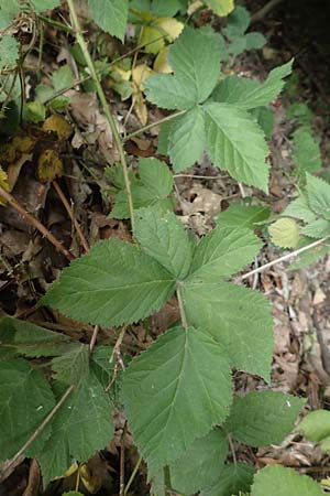 Rubus spec1 ? \ Brombeere / Bramble, D Herne 27.7.2019