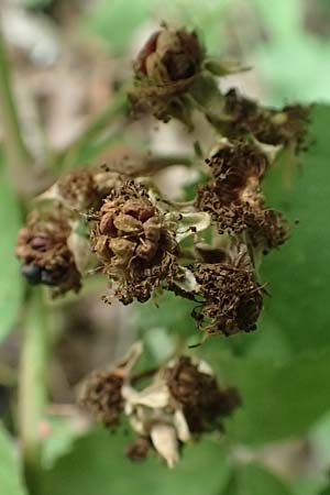 Rubus spec1 ? \ Brombeere / Bramble, D Herne 27.7.2019