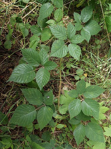 Rubus cyanophyllus \ Blaubl�ttrige Brombeere / Blue-Leaved Bramble, D Odenwald, Grasellenbach 14.7.2020