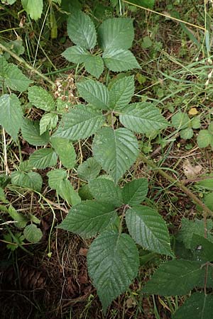 Rubus cyanophyllus \ Blaubl�ttrige Brombeere / Blue-Leaved Bramble, D Odenwald, Grasellenbach 14.7.2020
