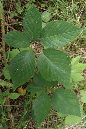 Rubus cyanophyllus \ Blaubl�ttrige Brombeere / Blue-Leaved Bramble, D Odenwald, Grasellenbach 14.7.2020