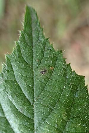 Rubus cyanophyllus \ Blaubl�ttrige Brombeere / Blue-Leaved Bramble, D Odenwald, Grasellenbach 14.7.2020