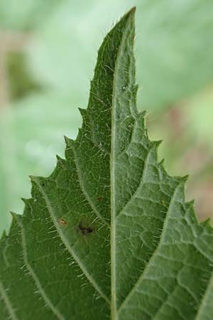 Rubus cyanophyllus \ Blaubl�ttrige Brombeere / Blue-Leaved Bramble, D Odenwald, Grasellenbach 14.7.2020