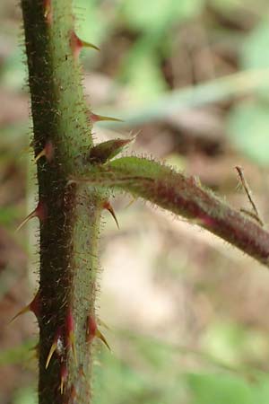 Rubus cyanophyllus \ Blaubl�ttrige Brombeere / Blue-Leaved Bramble, D Odenwald, Grasellenbach 14.7.2020