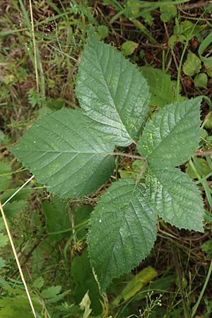Rubus cyanophyllus \ Blaubl�ttrige Brombeere / Blue-Leaved Bramble, D Odenwald, Grasellenbach 14.7.2020