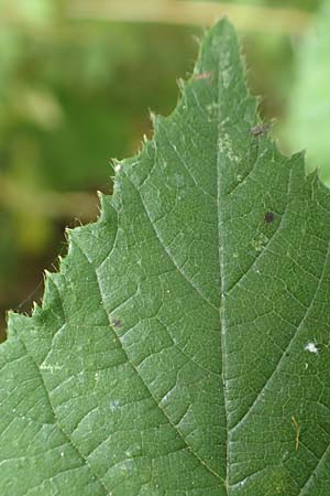 Rubus cyanophyllus \ Blaubl�ttrige Brombeere / Blue-Leaved Bramble, D Odenwald, Grasellenbach 14.7.2020