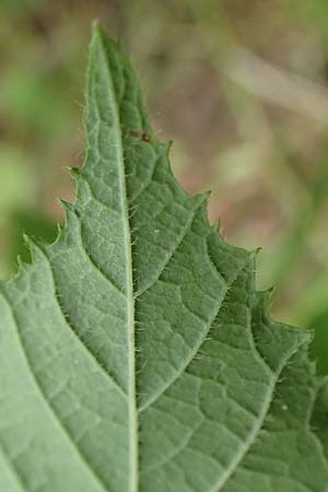 Rubus cyanophyllus \ Blaubl�ttrige Brombeere / Blue-Leaved Bramble, D Odenwald, Grasellenbach 14.7.2020