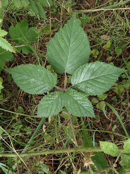 Rubus cyanophyllus \ Blaubl�ttrige Brombeere / Blue-Leaved Bramble, D Odenwald, Grasellenbach 14.7.2020