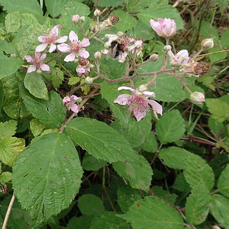 Rubus caninitergi \ Hunsr�ck-Brombeere / Hunsr�ck Bramble, D Hunsr&uuml;ck, Langweiler 18.7.2020