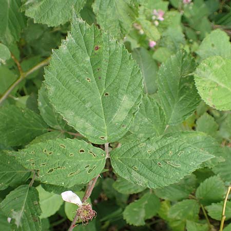 Rubus caninitergi \ Hunsr�ck-Brombeere / Hunsr�ck Bramble, D Hunsr&uuml;ck, Langweiler 18.7.2020