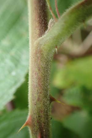 Rubus caninitergi \ Hunsr�ck-Brombeere / Hunsr�ck Bramble, D Hunsr&uuml;ck, Langweiler 18.7.2020
