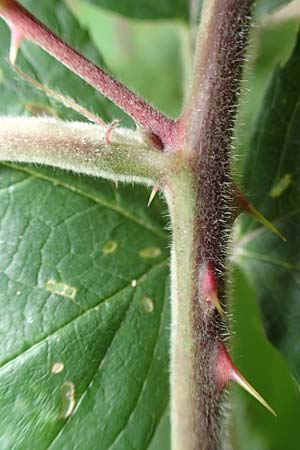 Rubus caninitergi \ Hunsr�ck-Brombeere / Hunsr�ck Bramble, D Hunsr&uuml;ck, Langweiler 18.7.2020