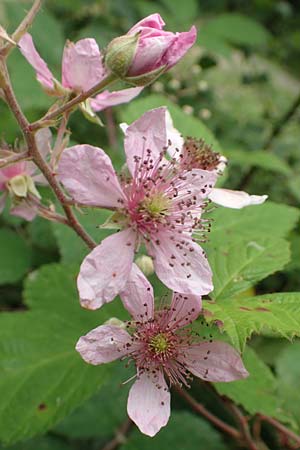 Rubus caninitergi \ Hunsr�ck-Brombeere / Hunsr�ck Bramble, D Hunsr&uuml;ck, Langweiler 18.7.2020