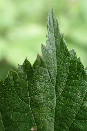 Rubus caninitergi \ Hunsr�ck-Brombeere / Hunsr�ck Bramble, D Hunsr&uuml;ck, Langweiler 18.7.2020