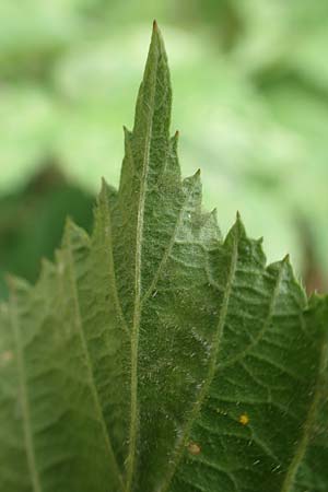 Rubus caninitergi \ Hunsr�ck-Brombeere / Hunsr�ck Bramble, D Hunsr&uuml;ck, Langweiler 18.7.2020