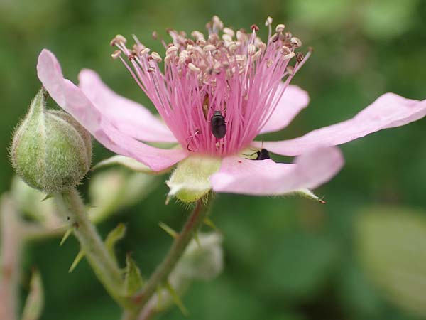 Rubus caninitergi \ Hunsr�ck-Brombeere / Hunsr�ck Bramble, D Hunsr&uuml;ck, Langweiler 18.7.2020