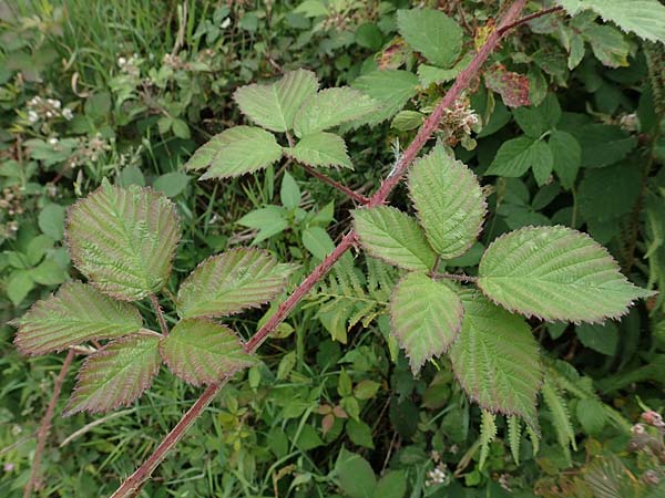 Rubus caninitergi \ Hunsr�ck-Brombeere / Hunsr�ck Bramble, D Hunsr&uuml;ck, Langweiler 18.7.2020