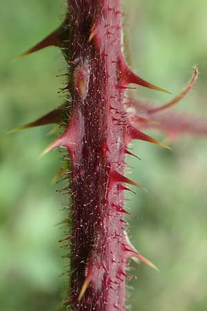 Rubus caninitergi \ Hunsr�ck-Brombeere / Hunsr�ck Bramble, D Hunsr&uuml;ck, Langweiler 18.7.2020