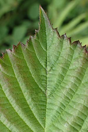 Rubus caninitergi \ Hunsr�ck-Brombeere / Hunsr�ck Bramble, D Hunsr&uuml;ck, Langweiler 18.7.2020