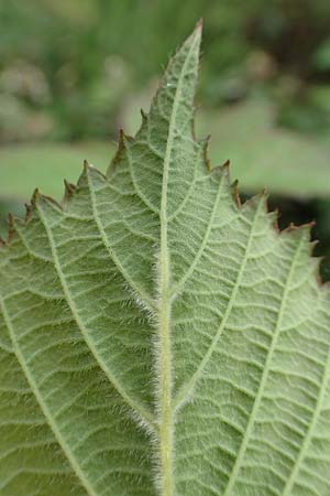 Rubus caninitergi \ Hunsr�ck-Brombeere / Hunsr�ck Bramble, D Hunsr&uuml;ck, Langweiler 18.7.2020