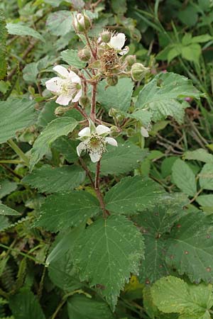 Rubus caninitergi \ Hunsr�ck-Brombeere / Hunsr�ck Bramble, D Hunsr&uuml;ck, Langweiler 18.7.2020