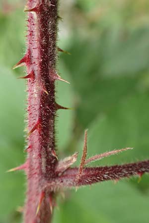 Rubus caninitergi \ Hunsr�ck-Brombeere / Hunsr�ck Bramble, D Hunsr&uuml;ck, Langweiler 18.7.2020