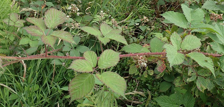 Rubus caninitergi \ Hunsr�ck-Brombeere / Hunsr�ck Bramble, D Hunsr&uuml;ck, Langweiler 18.7.2020