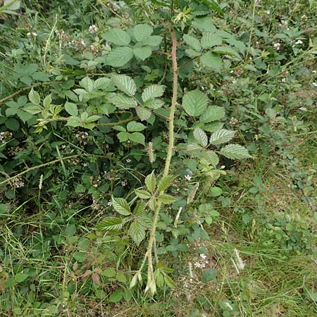 Rubus caninitergi \ Hunsr�ck-Brombeere / Hunsr�ck Bramble, D Hunsr&uuml;ck, Langweiler 18.7.2020