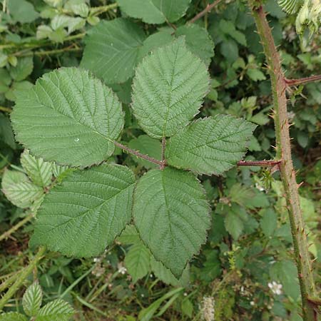 Rubus caninitergi \ Hunsr�ck-Brombeere / Hunsr�ck Bramble, D Hunsr&uuml;ck, Langweiler 18.7.2020