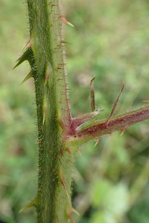 Rubus caninitergi \ Hunsr�ck-Brombeere / Hunsr�ck Bramble, D Hunsr&uuml;ck, Langweiler 18.7.2020