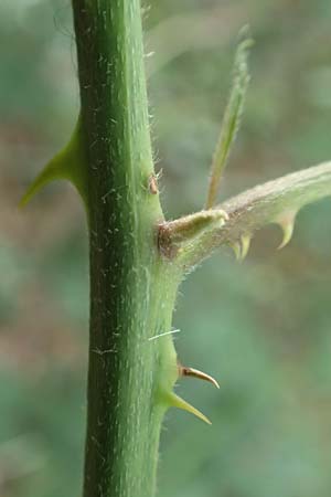 Rubus adspersus \ Hainbuchenbl�ttrige Brombeere / Beech-Leaved Bramble, D Wankumer Heide 27.7.2020