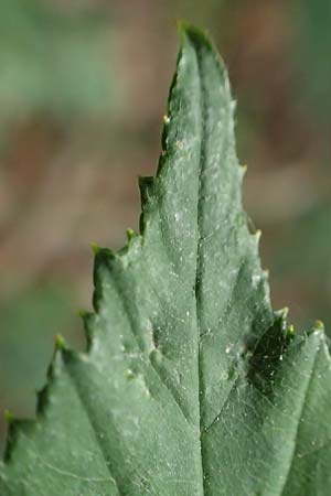 Rubus adspersus \ Hainbuchenbl�ttrige Brombeere / Beech-Leaved Bramble, D Wankumer Heide 27.7.2020