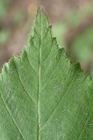 Rubus adspersus \ Hainbuchenbl�ttrige Brombeere / Beech-Leaved Bramble, D Wankumer Heide 27.7.2020