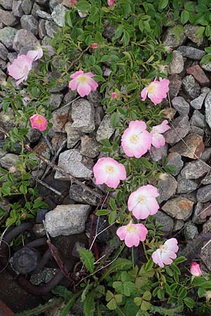 Rosa canina, Dog Rose, Wild Briar