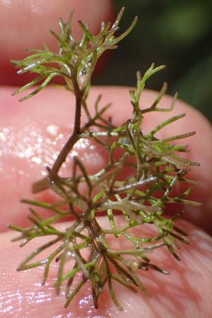 Ranunculus circinatus ? \ Spreizender Wasser-Hahnenfu� / Fan-Leaved Water Crowfoot, D Gro&szlig;-Gerau 29.5.2021