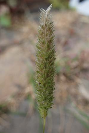 Rostraria cristata \ Echtes B�schelgras / Mediterranean Hair Grass, D Frankfurt-Alt Niederursel 30.6.2023