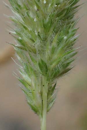 Rostraria cristata \ Echtes B�schelgras / Mediterranean Hair Grass, D Frankfurt-Alt Niederursel 30.6.2023