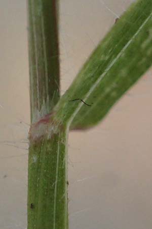 Rostraria cristata \ Echtes B�schelgras / Mediterranean Hair Grass, D Frankfurt-Alt Niederursel 30.6.2023