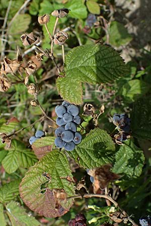 Rubus caesius, Dog Rose, Wild Briar